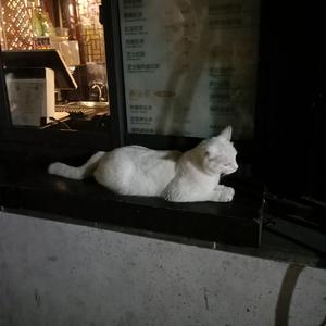 中国国产一级毛片视频
